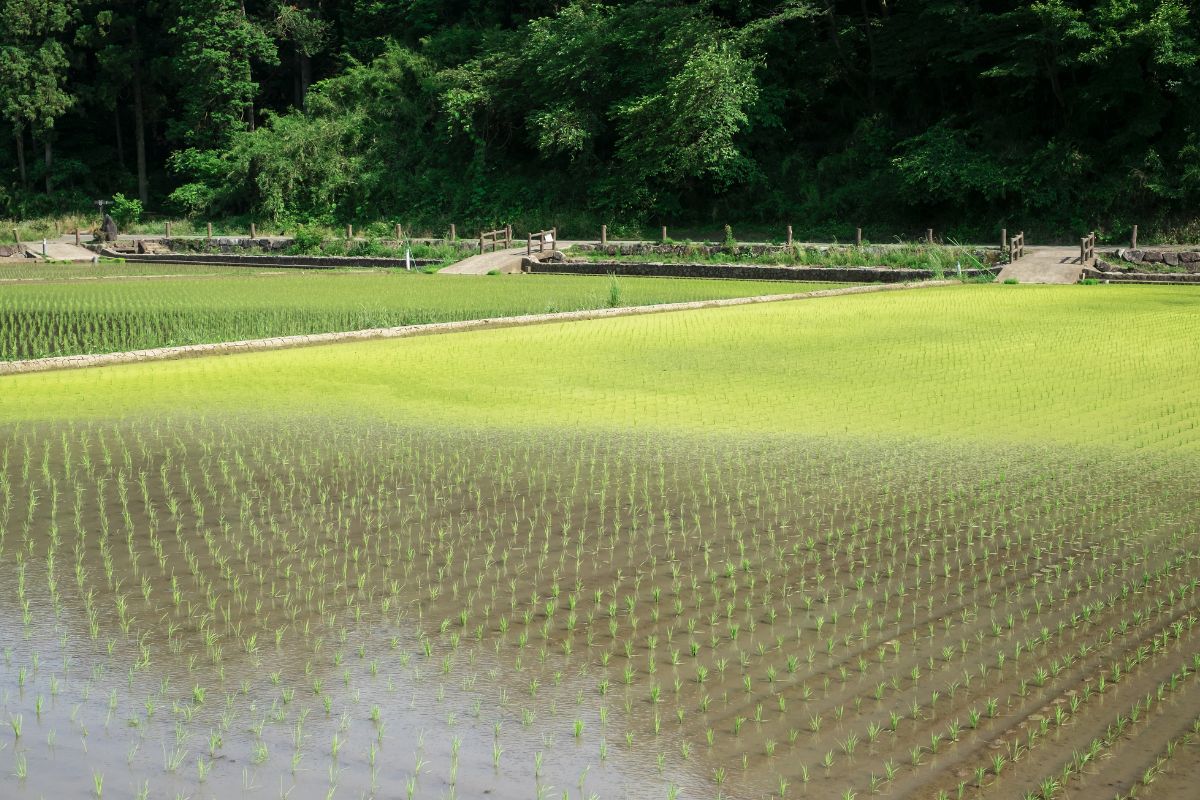 田植え後の田んぼ風景