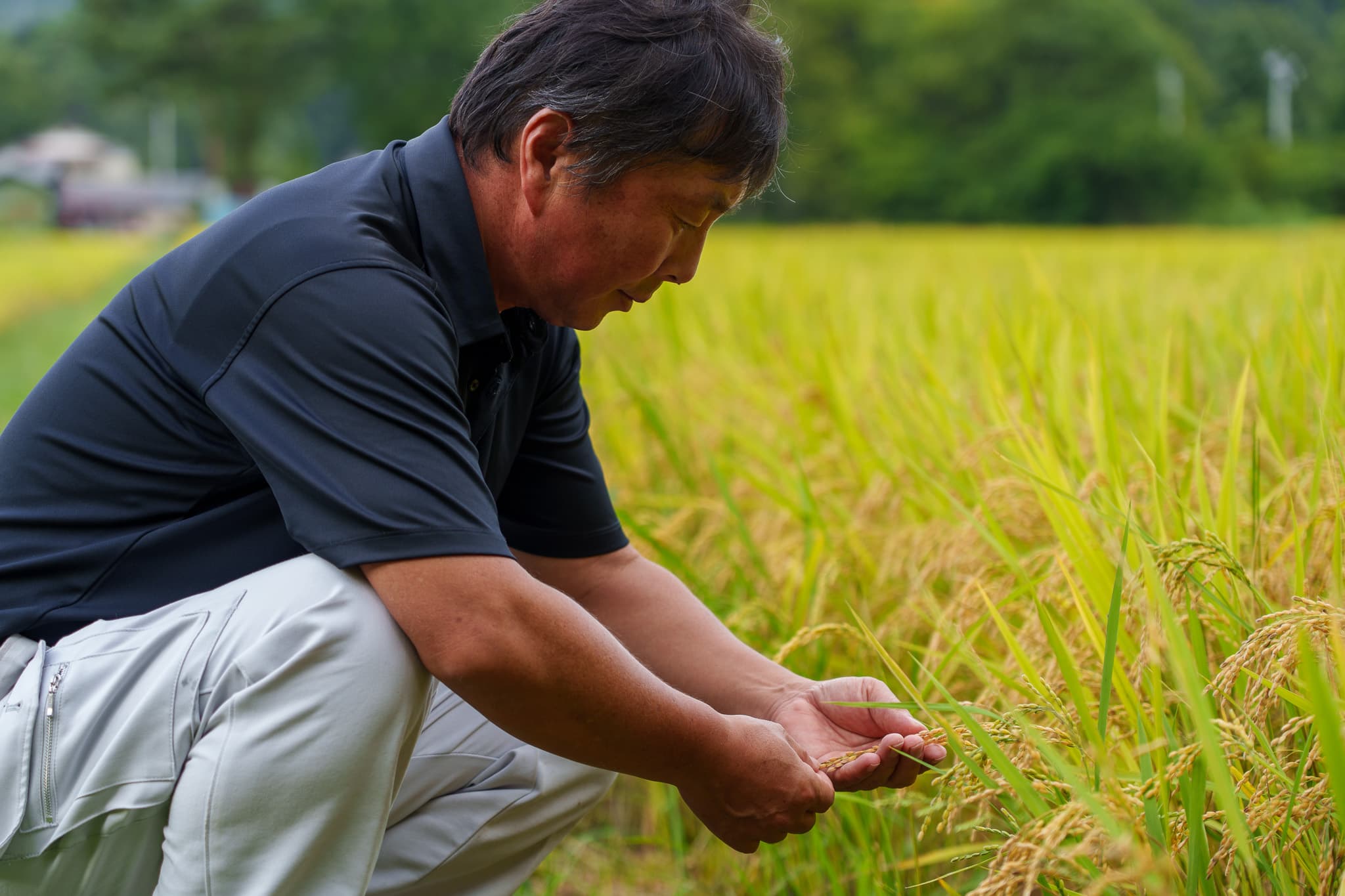 稲穂に触れながら今年の出来をみる
日々是農好 vol.1::https://www.hokutsu.co.jp/agri/results/articles/20250601 - 人物