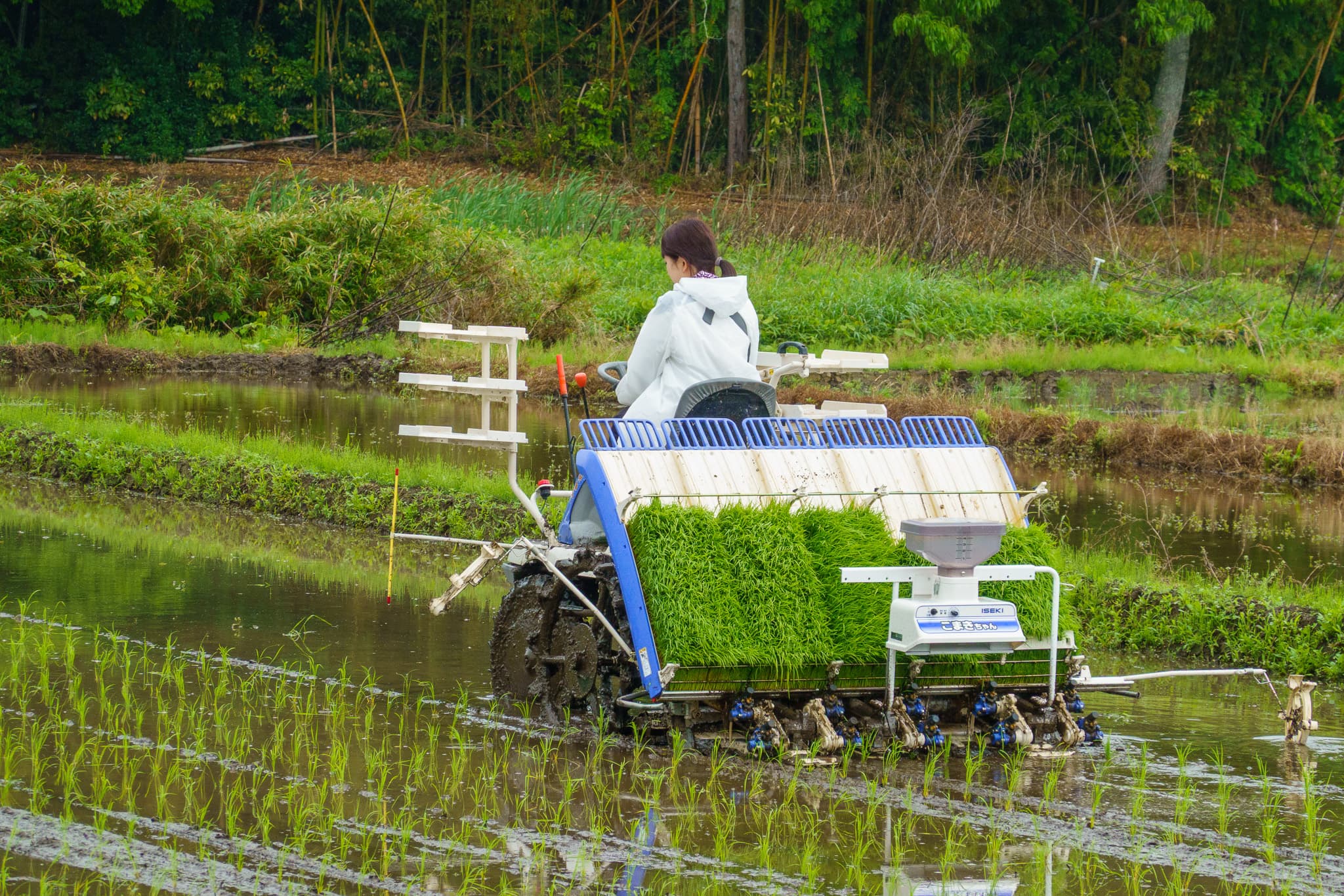 実りある秋を目指して、田植え作業が本格化 - 農作業