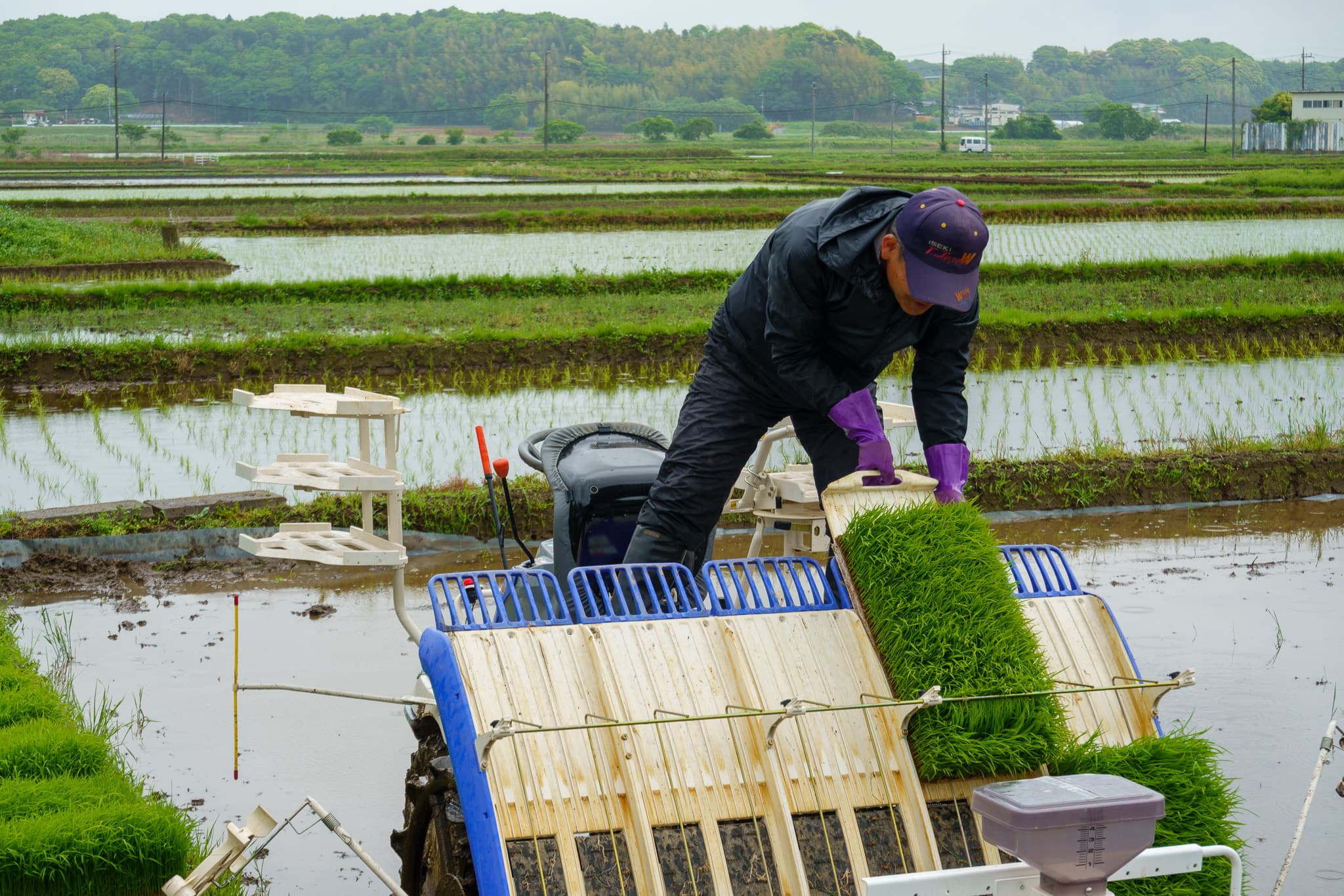 この一株一株が、秋の豊かな実りにつながっていきます - 農作業