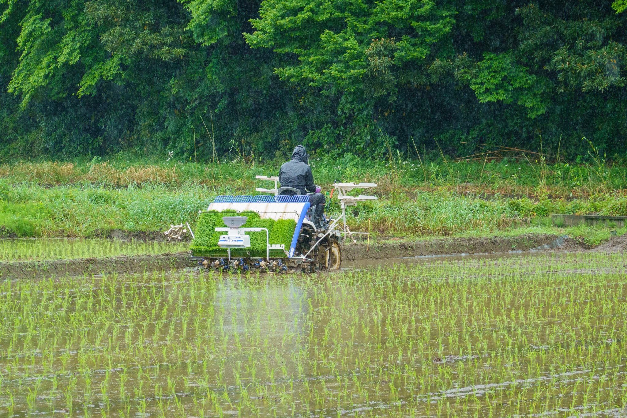 田植えから始まる、今年の米づくり - 農作業