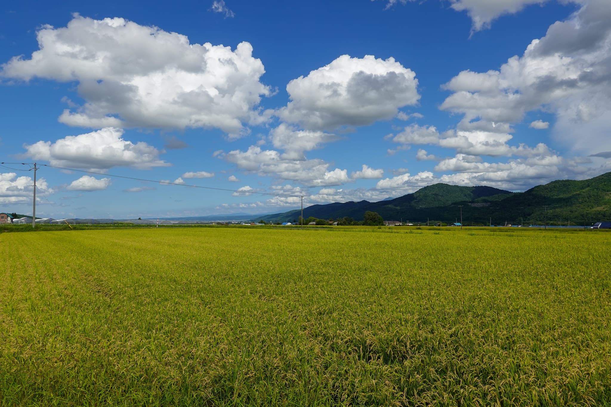 大きな空の下、中富良野に広がる実りの田園 - 風景