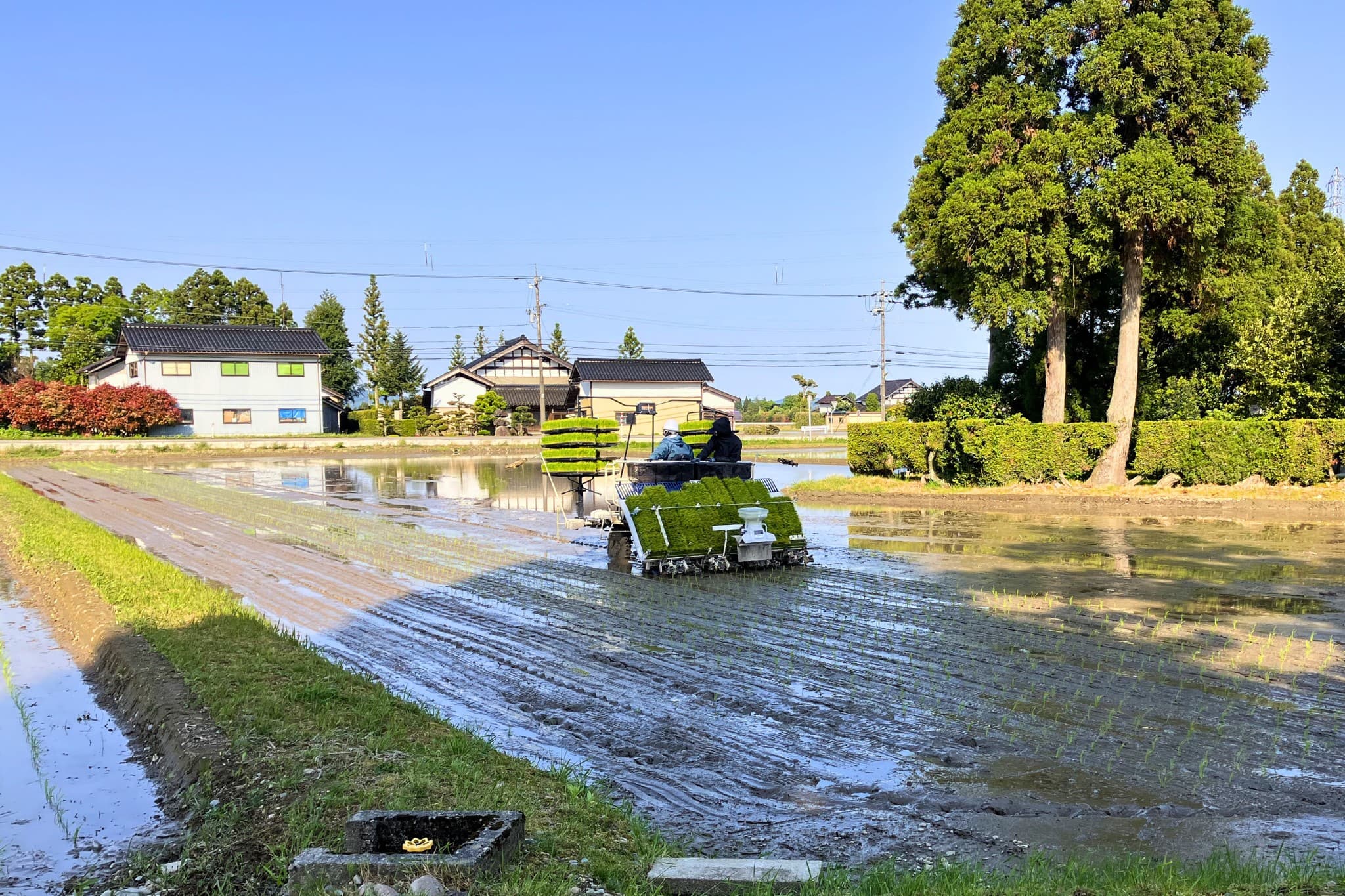 一株一株に、今年の米づくりの思いを込めて - 農作業