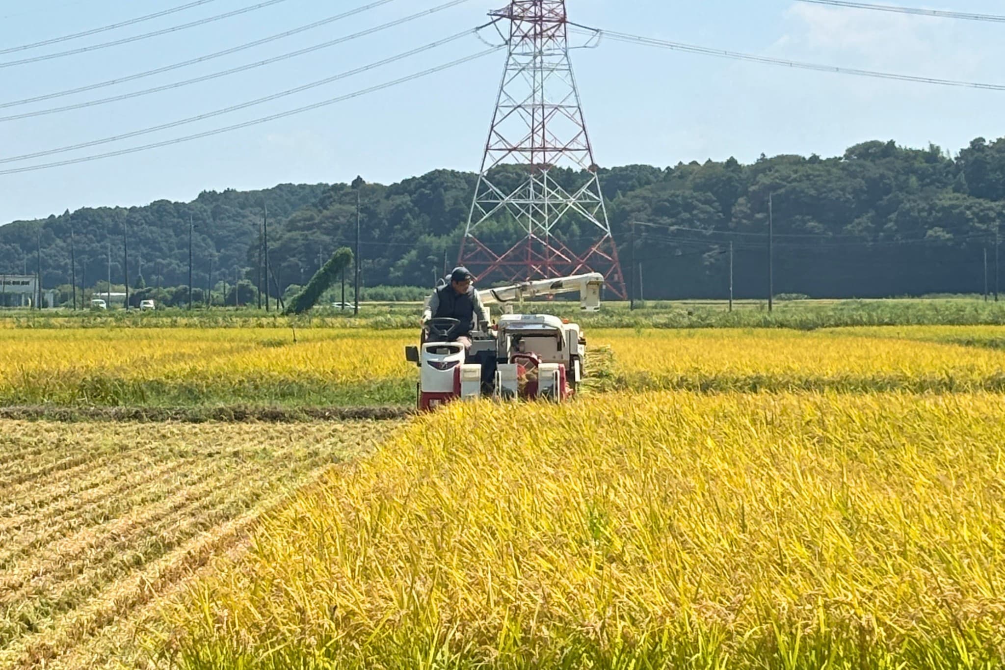 春から育ててきた稲を、感謝を込めて収穫します - 農作業