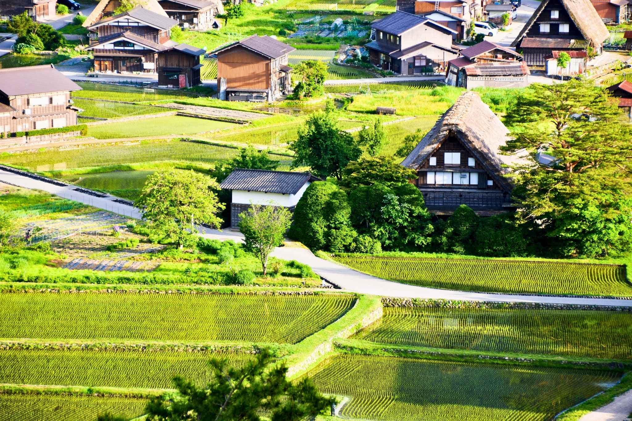 合掌造りの里に、田園風景が穏やかに広がる - 街並み
