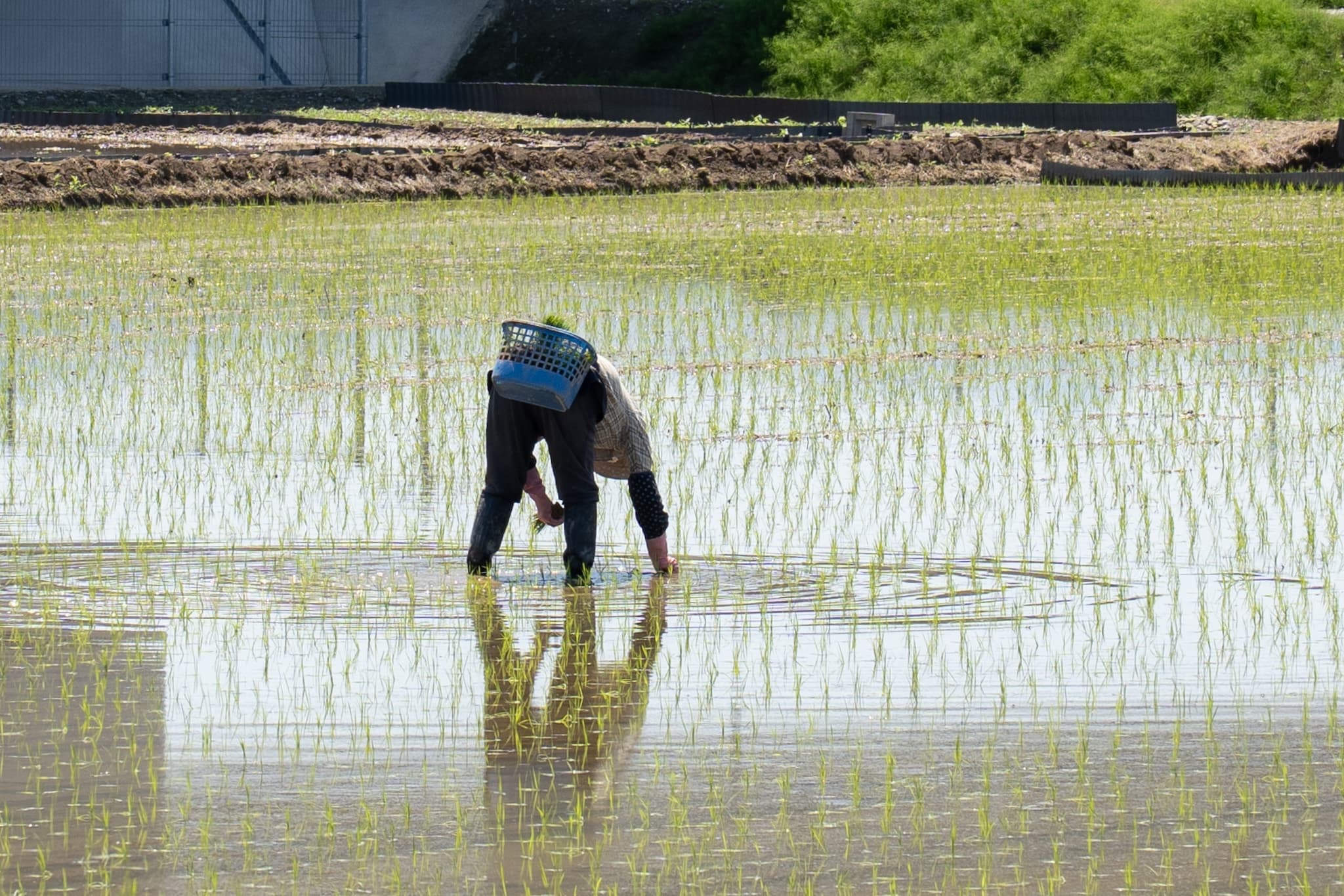 機械での田植えを終え、手作業で苗を整える - 農作業