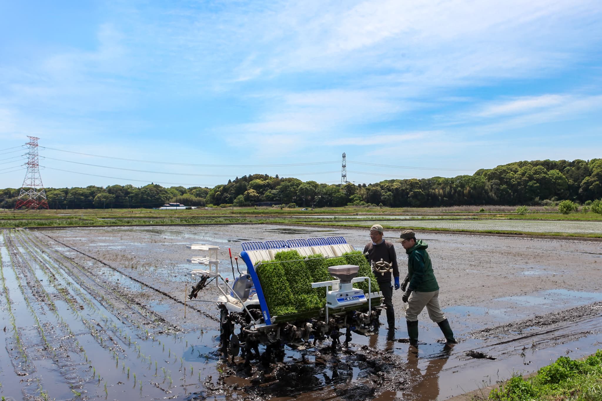 広い田んぼで、力を合わせて田植えを進める - 農作業