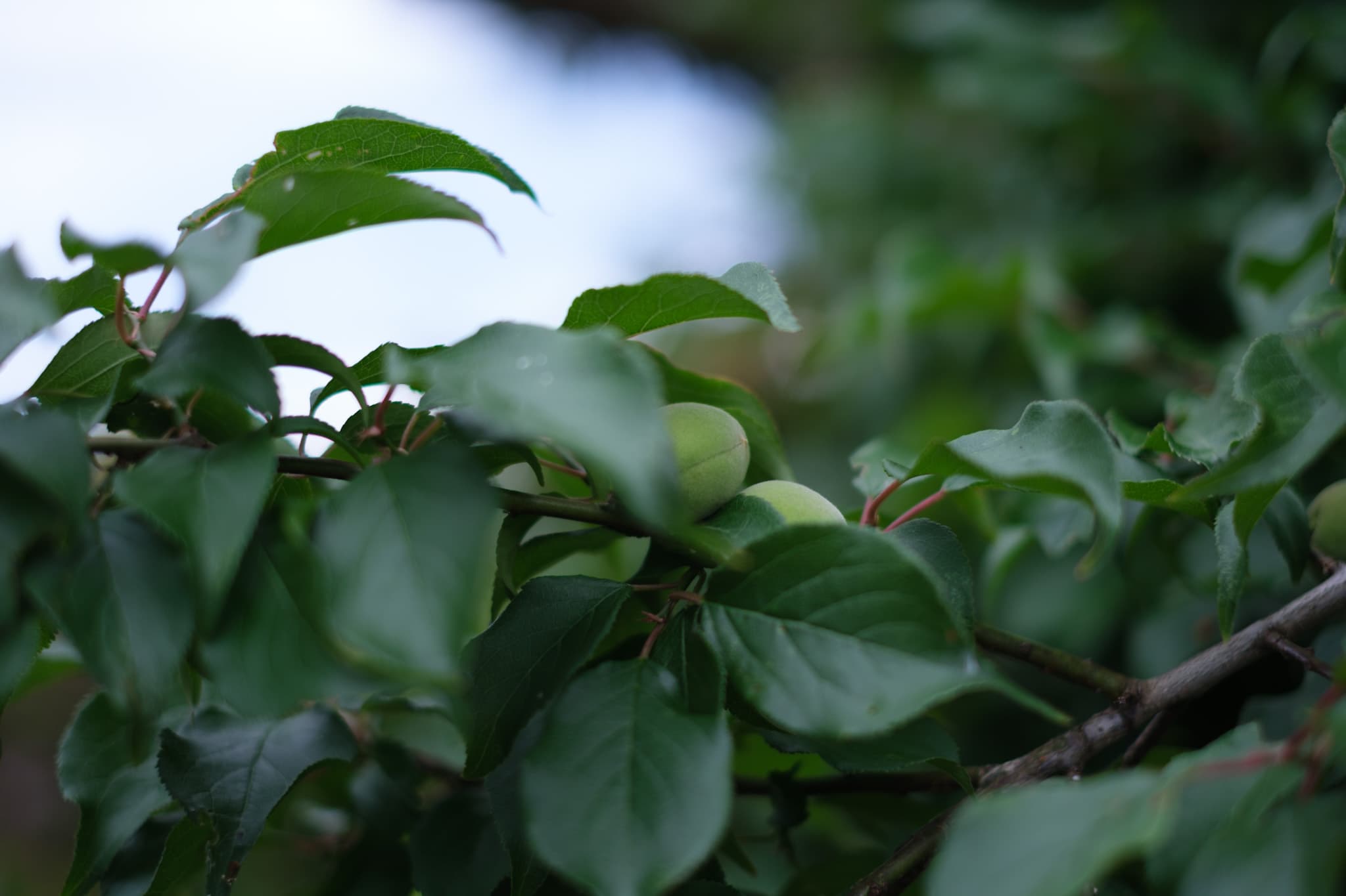 葉陰にひそむ、青梅が告げる初夏の気配 - 風景