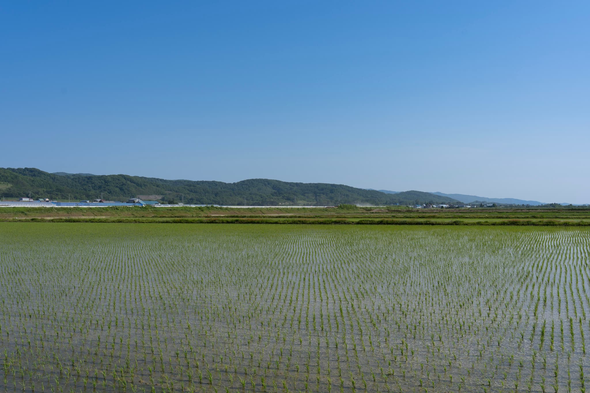 北海道・奈井江町に広がるみずみずしい田園 - 風景