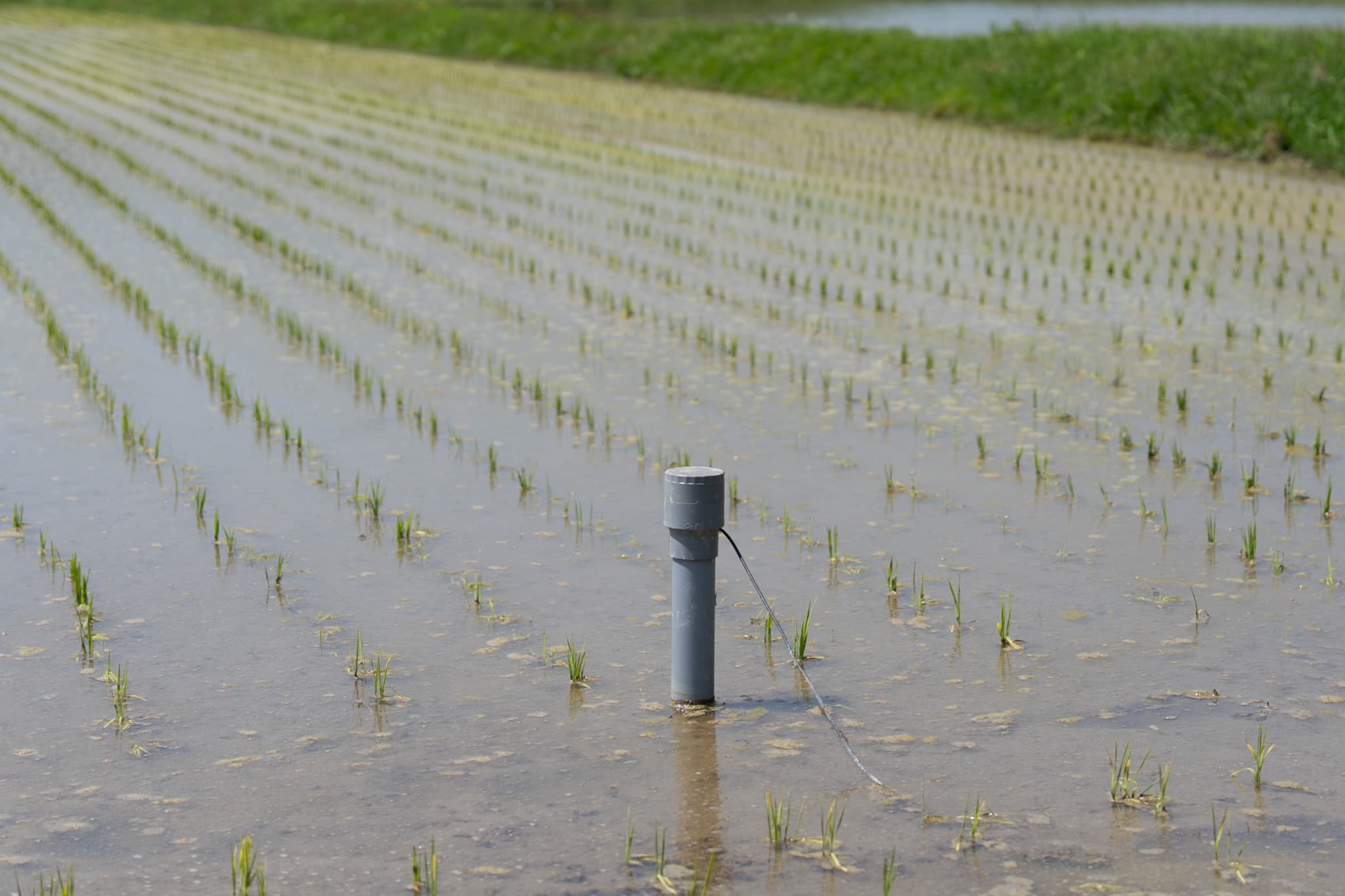 実習ほ場で活躍する水管理の必需品
水位水温センサー＠北海道遠 - 水まわりくん