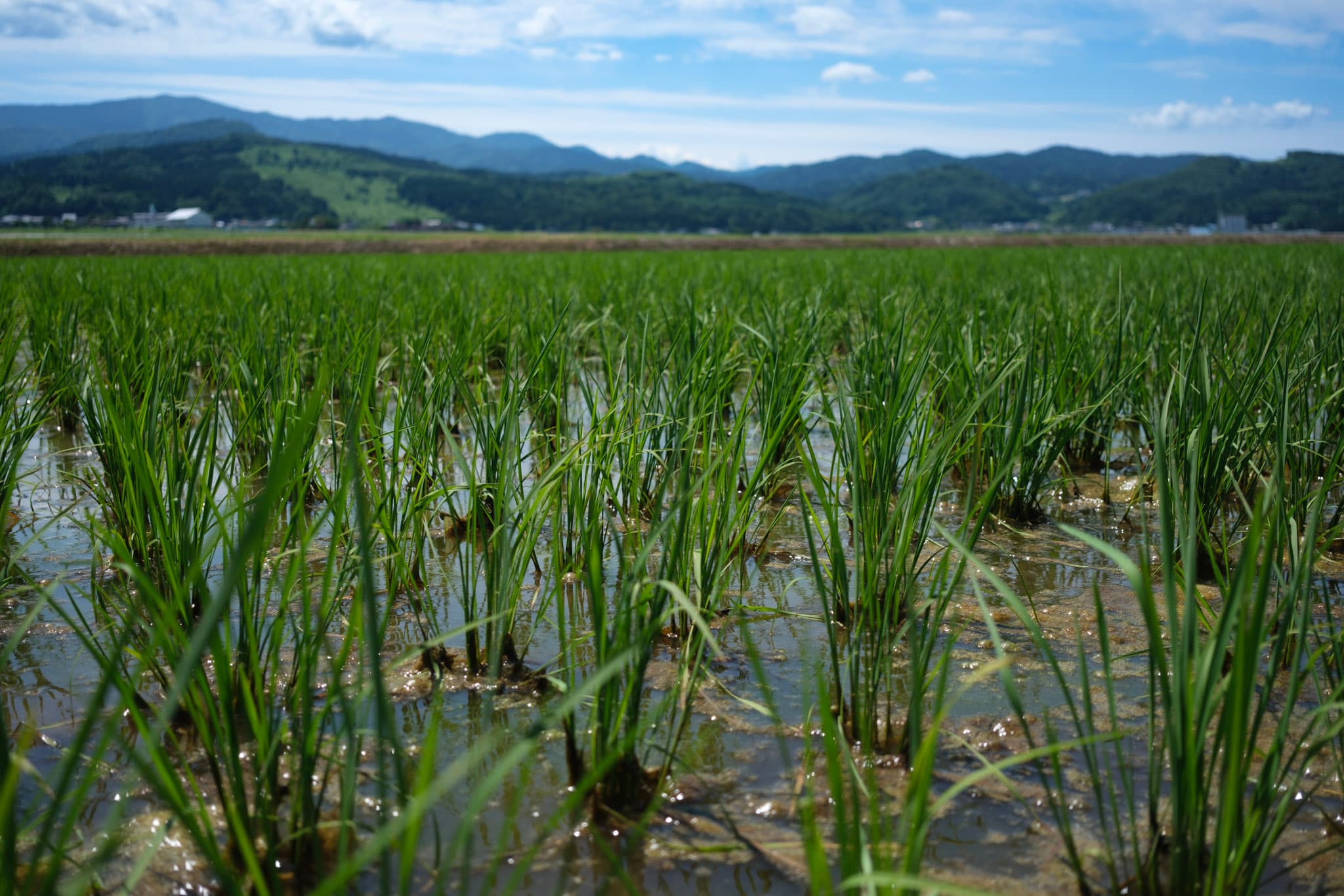 上越の大地に、初夏のいのちが芽吹く - 風景