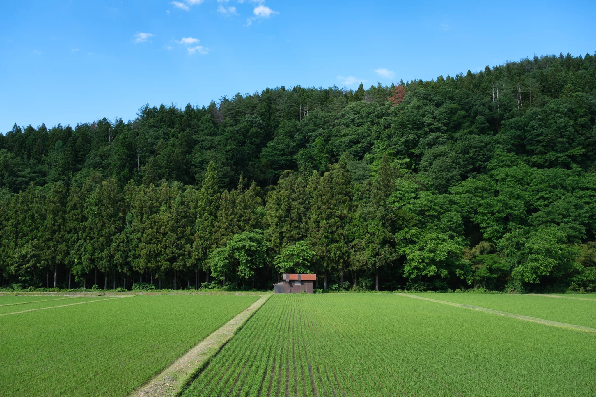 山あいに息づく、村上の豊かな田園風景 - 風景