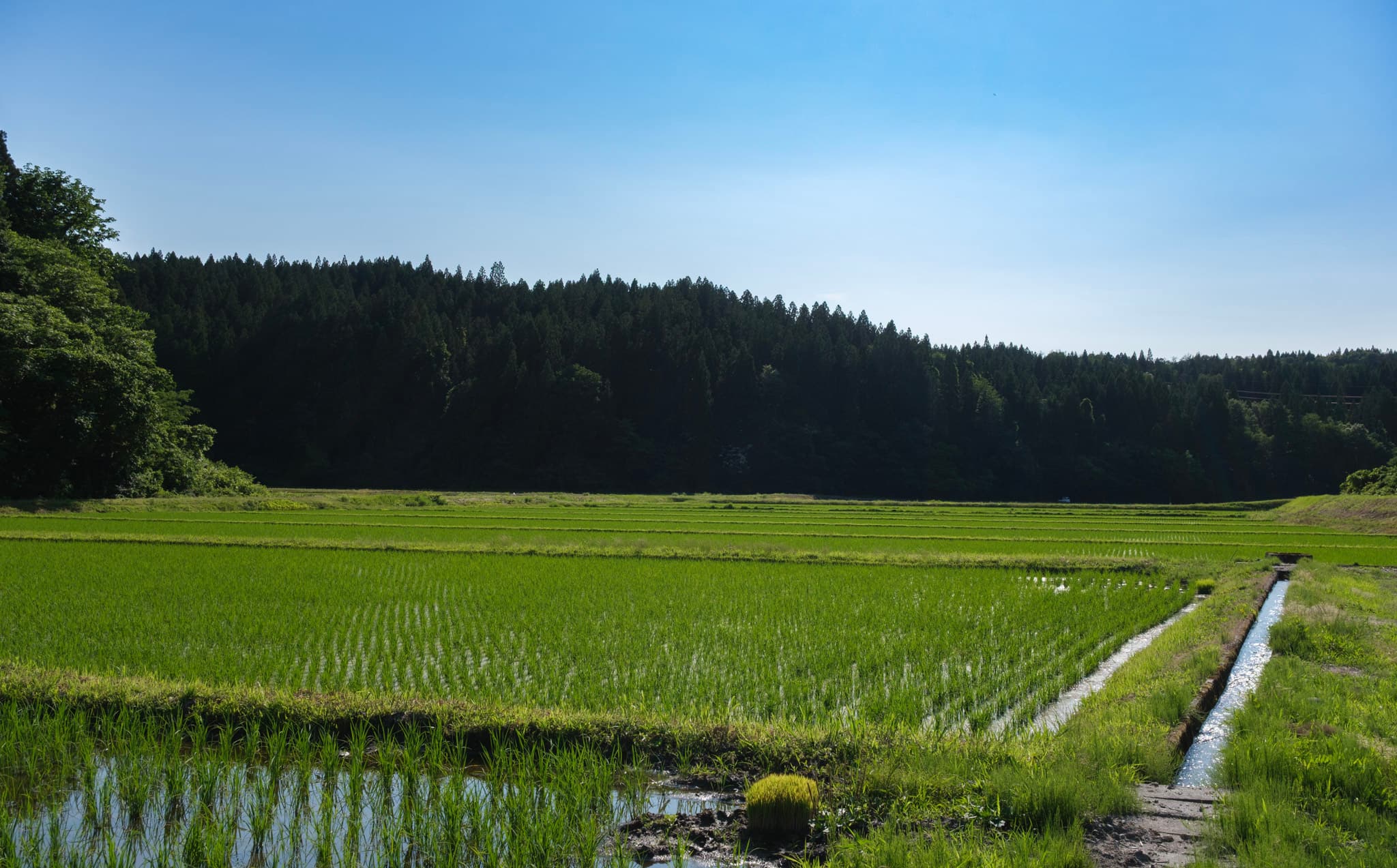 水路きらめく、村上のやさしい田園風景 - 風景