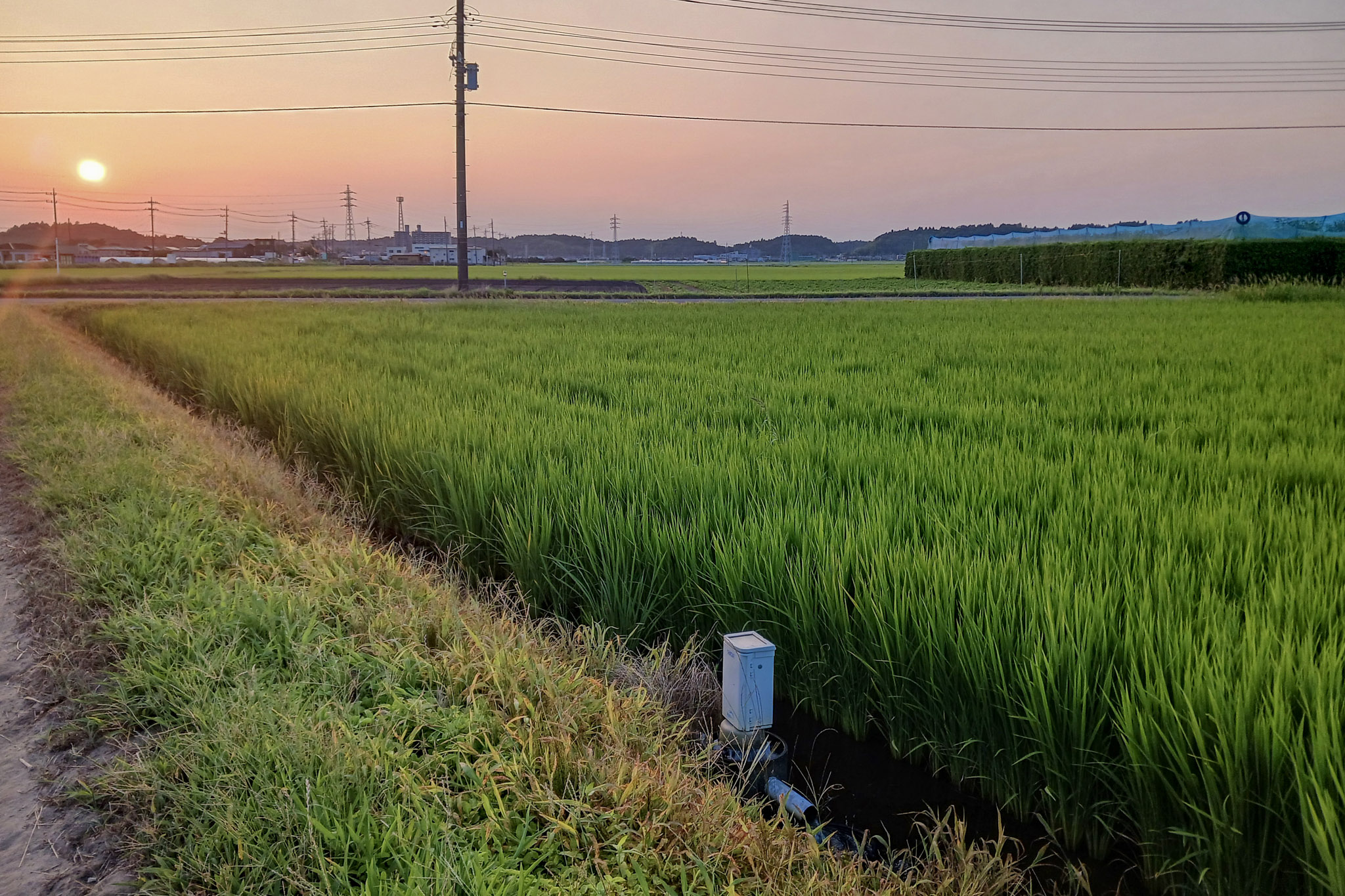 黄金色の夕焼け空に映える、山武市の田園風景 - 風景