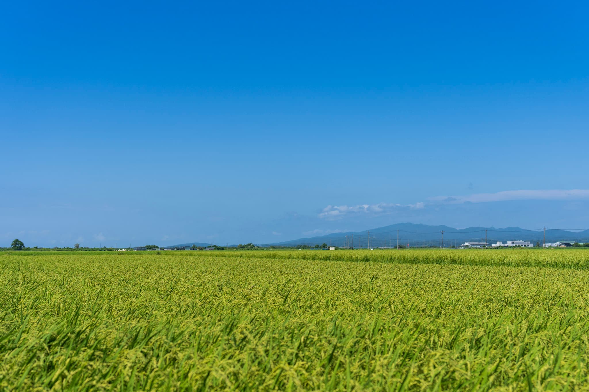 才田町の澄み渡る青空と広大な田園風景 - 風景