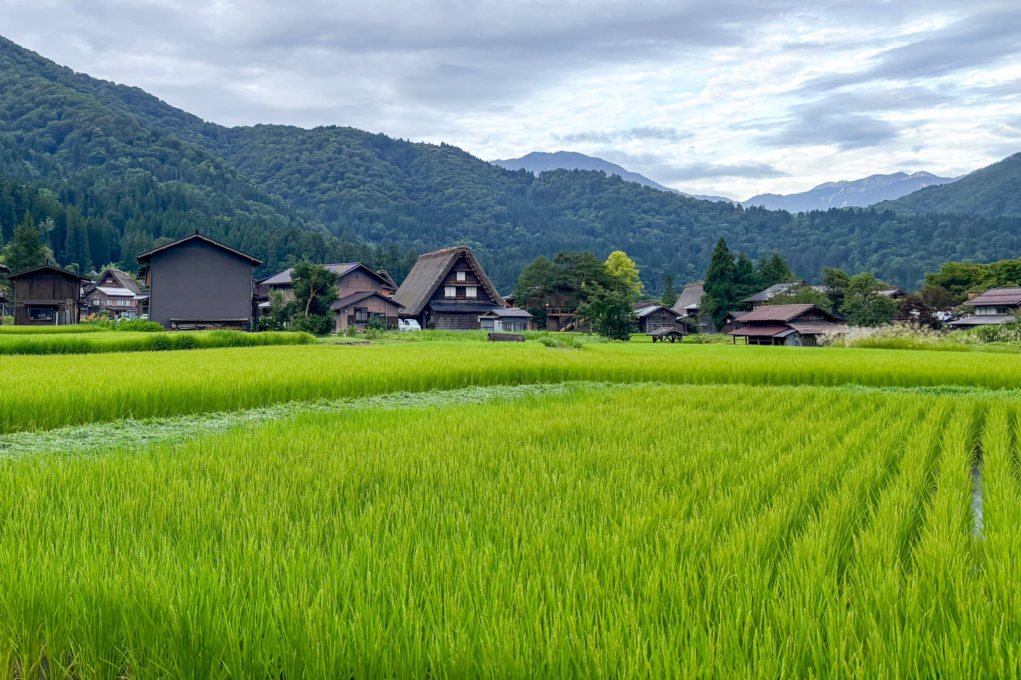 一面に広がる青田と、山里に佇む合掌造り - 風景